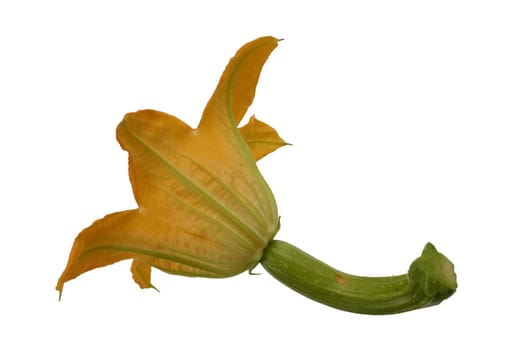 Zuchini Zuccini