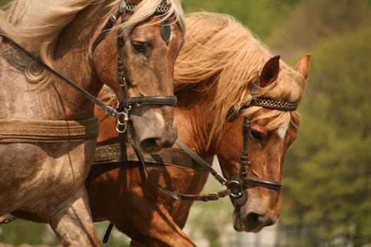 Nostalgic tillage with two magnificent cold-blooded horses
