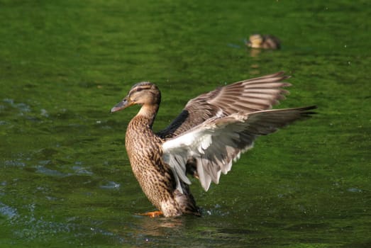 Dancing on the water