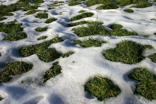 Remnants of snow in a meadow
