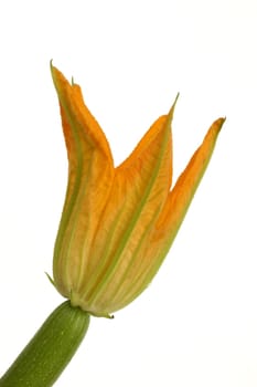 Zuchini Zuccini