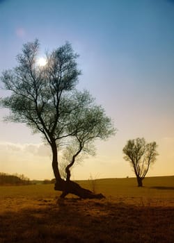 The tree