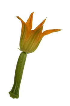 Zuchini Zuccini