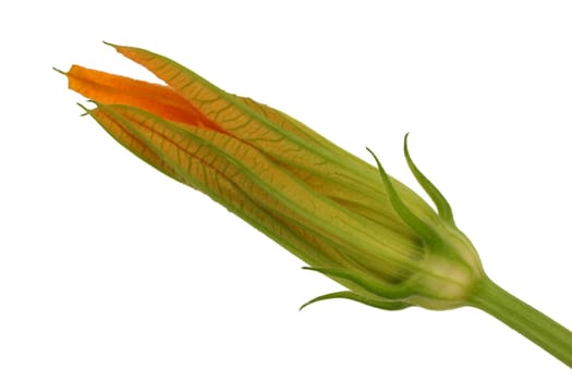 Zuchini Zuccini