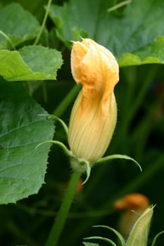Zuchini Zuccini