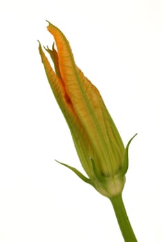 Zuchini Zuccini