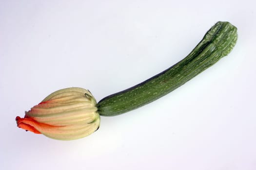 Zuchini Zuccini