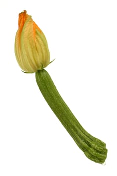 Zuchini Zuccini