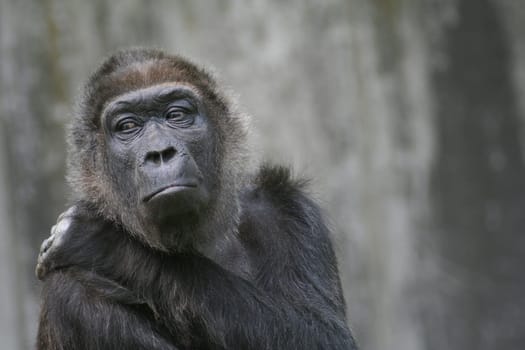 Gorilla 2