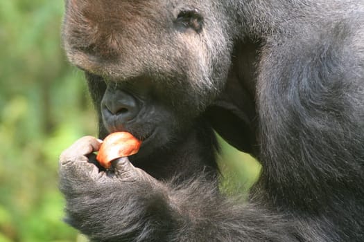 Gorilla 9