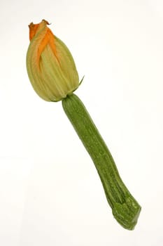 Zuchini Zuccini