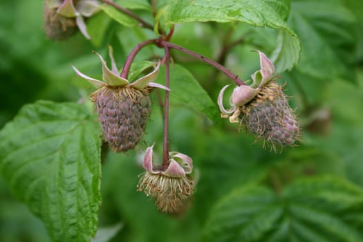 Blackberries