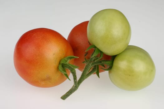 Tomatoes Tomato