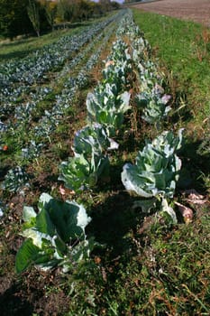 Cabbage Sauerkraut
