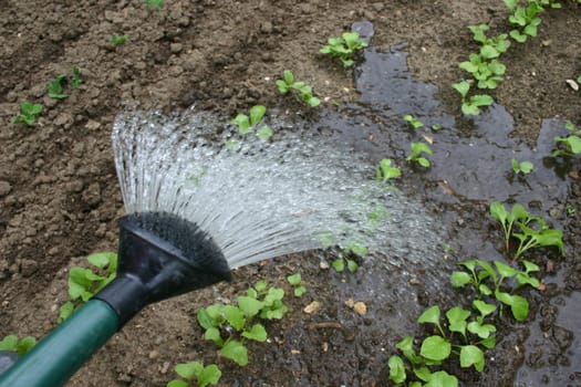 Watering watering can