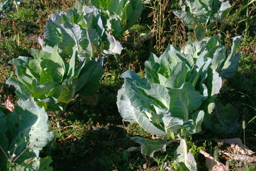 Cabbage Sauerkraut
