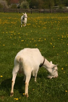 White German goat on a dandelion willow