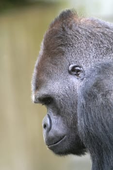 Gorilla 15