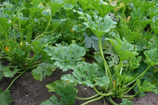 Zuchini Zuccini