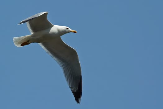 White-headed Gull