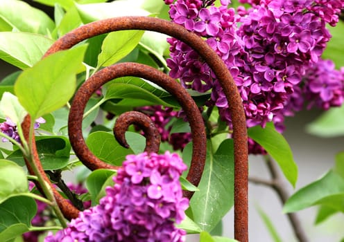 Lilac