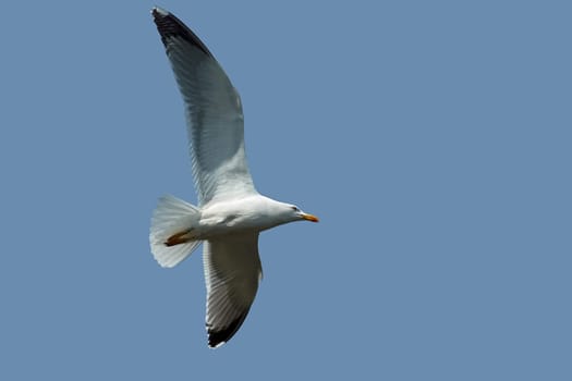 White-headed Gull (2)