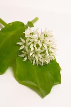 Ramsons