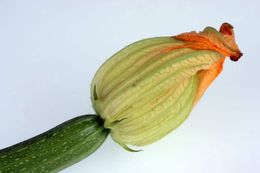 Zuchini Zuccini