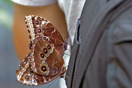 in a butterfly house. Perhaps they hoped to be able to travel to freedom unnoticed... well,and it can't hurt to pass the time with the mating :-)