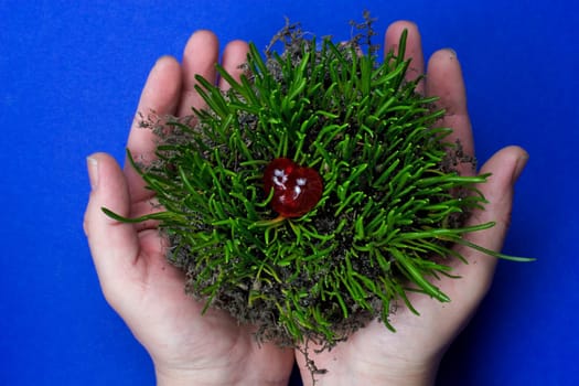 A young bale of grass held by hands