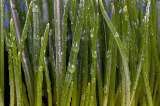Close-up of grass as background