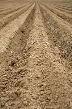 Accurately made furrows in a field for carrot cultivation