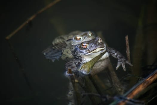 Spawning waters with frogs