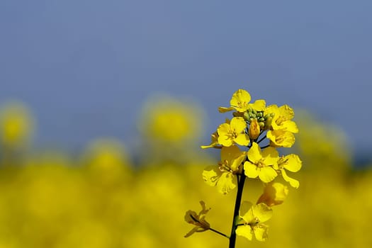 The same rapeseed field in Eschborn,just outside Frankfurt.