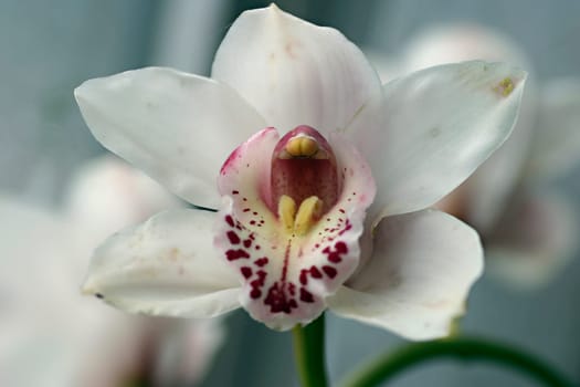 White orchid