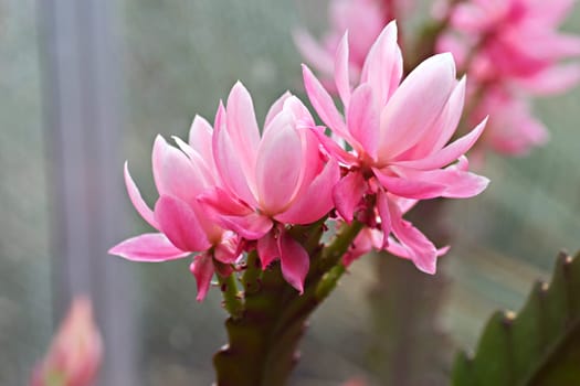 Cactus flowers2