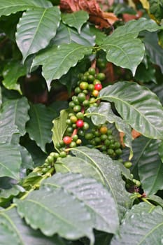 Coffee