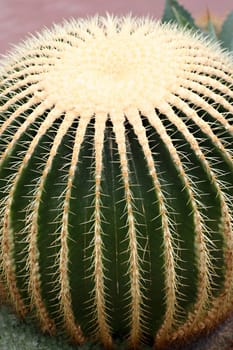 Prickles