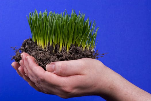 A young bale of grass held by hands