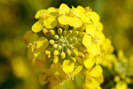 Rapeseed blossom from above