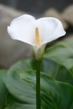 Calla2