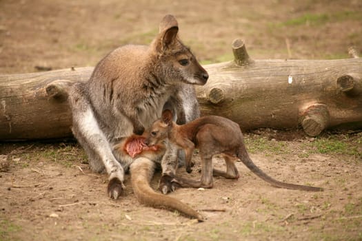 This mini bouncer seems to be looking at mummy's pouch with great interest