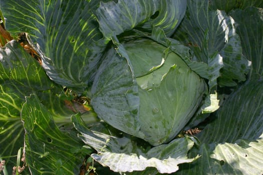 Cabbage Sauerkraut