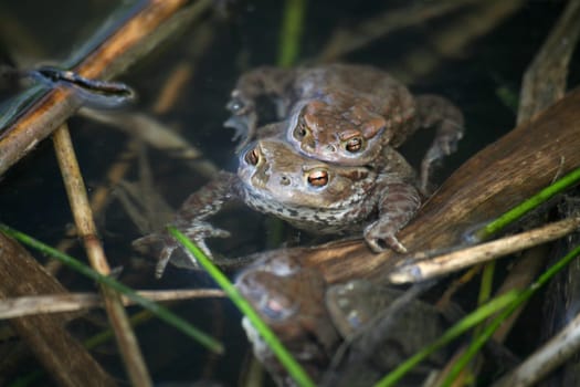 Spawning waters with frogs