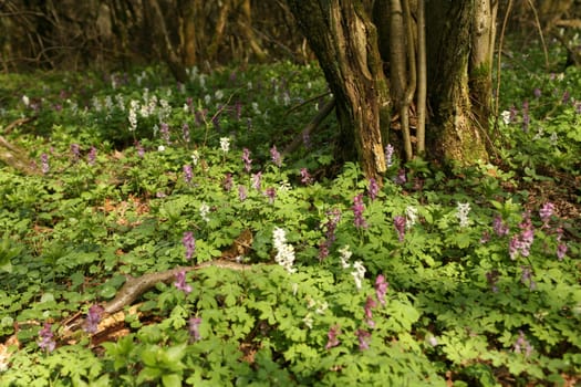 Hollow larkspur (Corydalis cava)