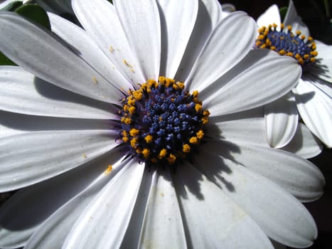 Pollen