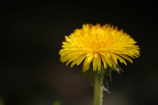 Common dandelion