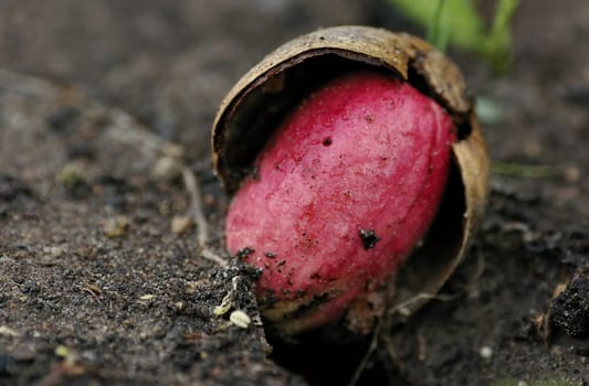 Take root