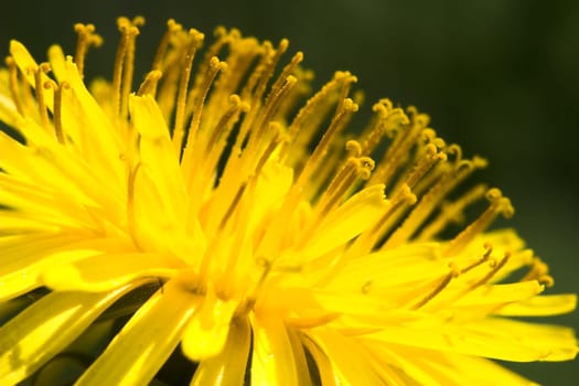 Dandelion