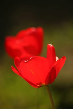 Red garden tulips in backlight